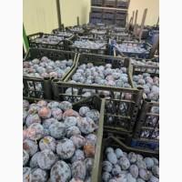 Продам сливу сорт Кабардинка оптом від 10 тонн. Чернівці