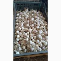 Продам часник/ насіння сорту ІРЕН