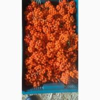 Куплю горобину