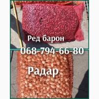 Продам севок арпаш лука