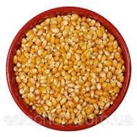 Купимо зерно Кукурудзи по EXW/CPT по всій Україні