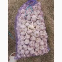 Продам посадковий часник