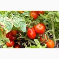 Томат кімнатний сорту Тігретта червона (насіння)