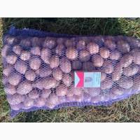 Продам насіння ранньої картоплі. Сорт Арізона