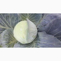 Продам капусту агресор