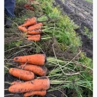 Продам моркву гарної якості