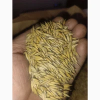 Продам овес віяний