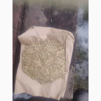 Продам овес віяний