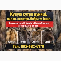 Куплю хутро Андатра