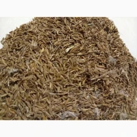 Продам насіння кульбаби
