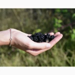 Купити заморожена ожина оптом ожина складська партія Кіровоградська обл. якісна партія