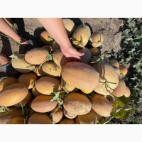 Продам диню Мазін, Маорі