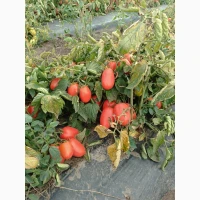 Продам помідор