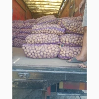 Продам середню картоплю