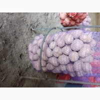 Продам середню картоплю