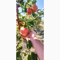 Продам яблука. Багато сортів