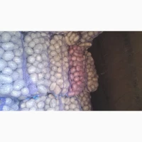 Продам товарну картоплю, сорт Пікассо, Есмі, Арізона, Гранада