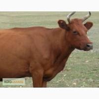 Дойная корова сразу после отела