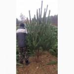 Продам сосну новогоднюю