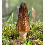 Куплю сморчки гриби, сморчок, сморжі, зморшок, зморшки, грибы, сушеребрик, коцюрупок