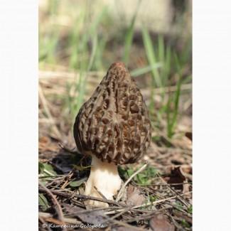 Куплю сморчки гриби, сморчок, сморжі, зморшок, зморшки, грибы, сушеребрик, коцюрупок