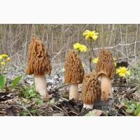 Куплю сморчки гриби, сморчок, сморжі, зморшок, зморшки, грибы, сушеребрик, коцюрупок