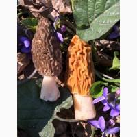 Куплю сморчки гриби, сморчок, сморжі, зморшок, зморшки, грибы, сушеребрик, коцюрупок