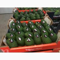 Продаем авокадо из Испании