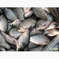 Продам зарибок ставкового карася