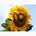 Удобрение для подсолнечника. Хелатный мультимикрокомплекс БОР 202 от производителя