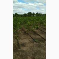 Саджанці фундука під замовлення