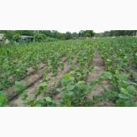 Саджанці фундука під замовлення