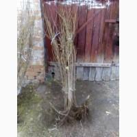 Саджанці фундука під замовлення