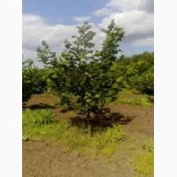 Саджанці фундука під замовлення