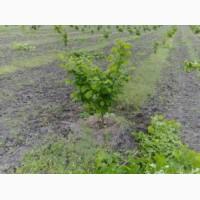 Саджанці фундука під замовлення