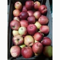 Продам Яблука з Молдови в/гат, в Закарпатті смт Буштино