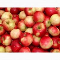 Продам Яблука з Молдови в/гат, в Закарпатті смт Буштино