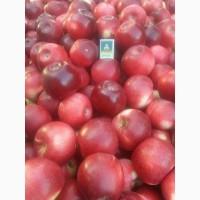 Продам Яблука з Молдови в/гат, в Закарпатті смт Буштино