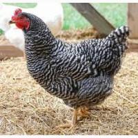 Сортованая курочка Доминант и Ломан Браун