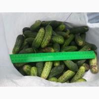 Продам огурец грунтовой корнишон, зеленец, бабак