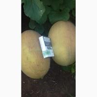 Продам Дыню сорт Маф