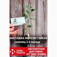 Саженцы орех Фисташка (морозостойкая) саджанці горіх фісташка