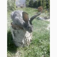 Продам кроликив ризних порид