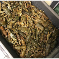 Раки речные живые
