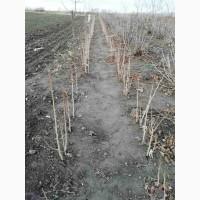 Продам саджанці штамбового фундука-сорт ведмеже вухо