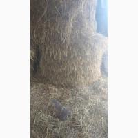 Продам вівсяну солому