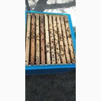 Продам бджолину сім#039;ю