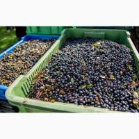 Закуповуємо Чорницю будь-якими партіями, м. Київ