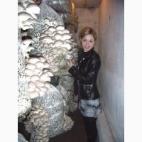 Грибы. Вешенка. Мицелий. Стартовый набор для начинающих