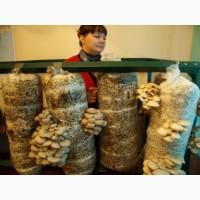 Грибы. Вешенка. Мицелий. Стартовый набор для начинающих